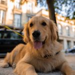 Avantage d'adopter un golden retriever quand on a un enfant handicapé