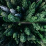 forêts de pins