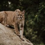 observer les pumas