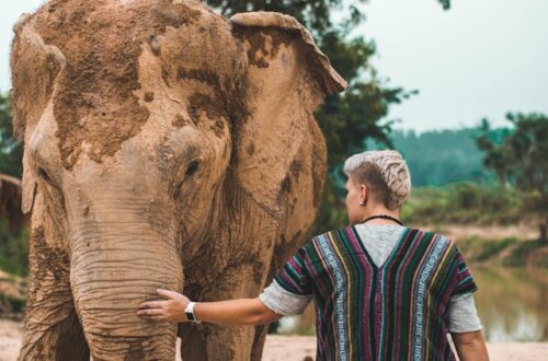 sanctuaires animaliers